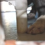 Buster, a 7 month old Pit Bull Mix with an aggressive infection in his legs (7)