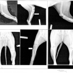 Cyrus' x-ray