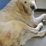 Emma, Yellow Lab Senior