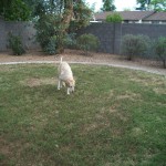 Emma enjoying the yard — in Chandler, Arizona