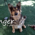 Ginger