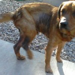 Here was Cody before MAIN saved him. He skin was in terrible condition, raw and he was constantly scratching himself. They thought mange or severe allergies.