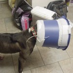 Make-shift E-collar