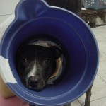 Buster's make-shift E-collar