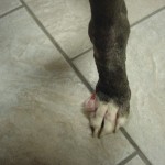 Buster's wounds