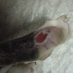 Buster's wounds