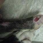 Buster's wounds