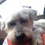 Sleepy Max!