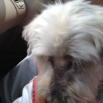 Sleepy Max