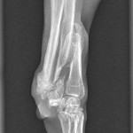 Mya L foreleg0001