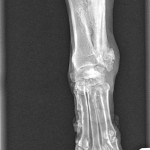 Mya L foreleg0002
