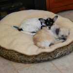 Paddy and pal