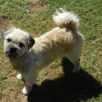 Paddy in foster
