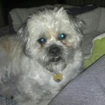 Paddy in his furever home!