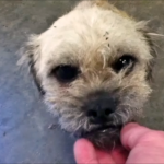 Paddy2