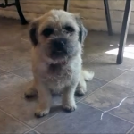 Paddy4