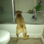 Rosie is so weird! I find her in the tub all the time. And this evening she was standing with her paws on the bathroom counter, barking at herself in the mirror!