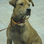 Sienna (6)