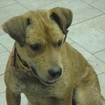 Sienna (8)