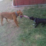 Sienna and Socks.  Socks won!