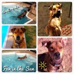 Sienna!