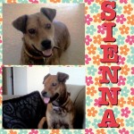 Sienna