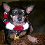 Spike in his furever home!