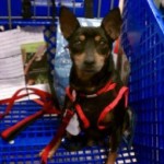 Spike, shopping!