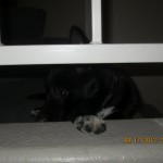 Violet (2)