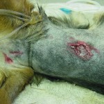 Atticus' wounds