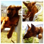 Brewster!