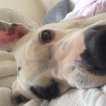 bunny in foster