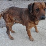 Cody has Mange
