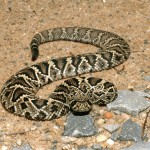 diamondback_rattlesnake