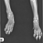 xray of broken leg