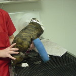 Recovering in a splint