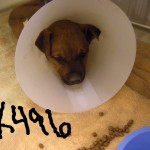 hansel-kennel