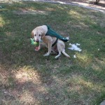 look who got busted chewing up toys this morning - Emma!