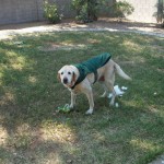 look who got busted chewing up toys this morning - Emma!