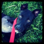 Yum, grass!