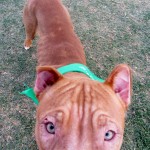 romeo (600x800)