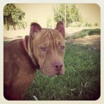 romeo1 (800x800)