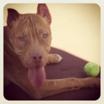 romeo2 (800x800)