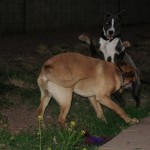 Skye playing with one of his house buddies!