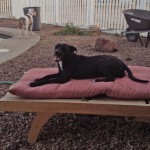 Ebony looks comfy!