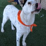 Herman (2)