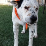 Herman (7)