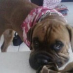 Lacey2