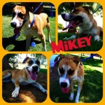 Mikey at the park