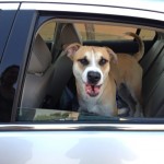 Mikey rescued